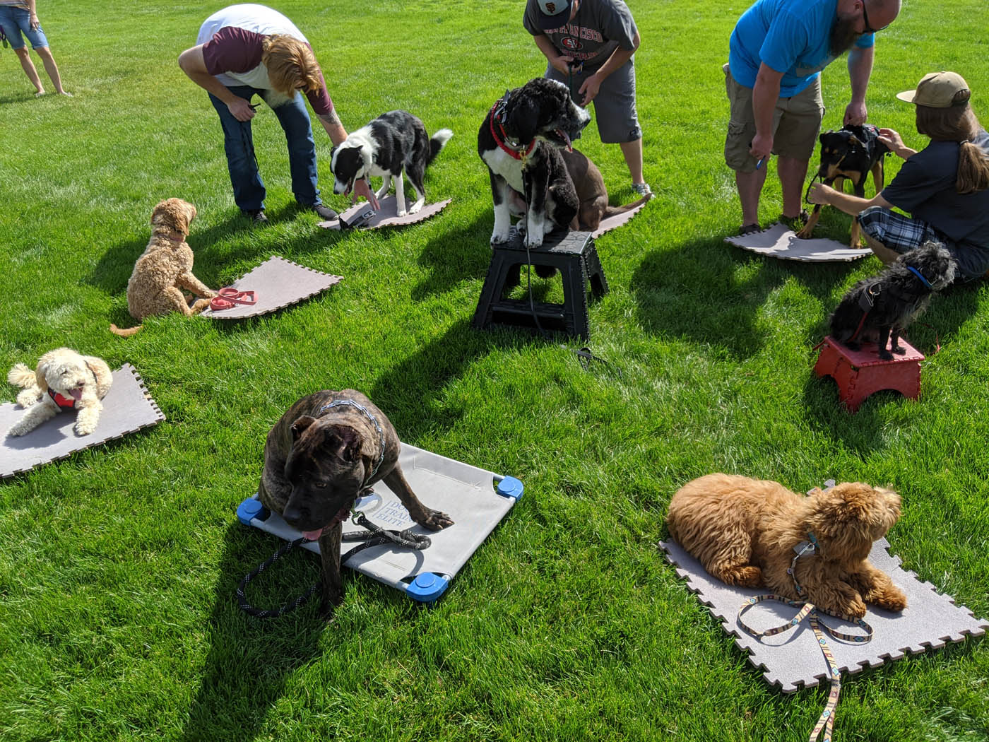 A group of dogs at our Lowell dog socialization classes.