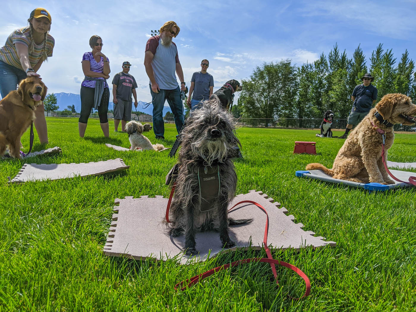 A proud, obedient dog with receiving expert training at a Dog Training Elite in Boston Metro outdoor class.