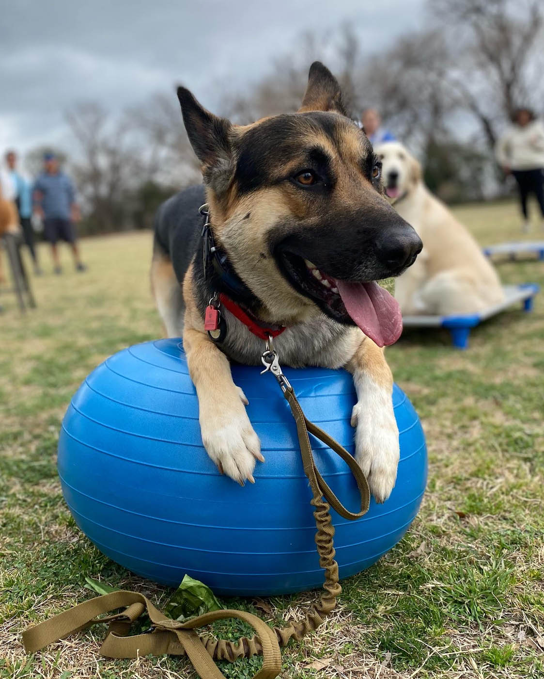 A german sheperd dog sitting on a blue ball in Lowell, MA.