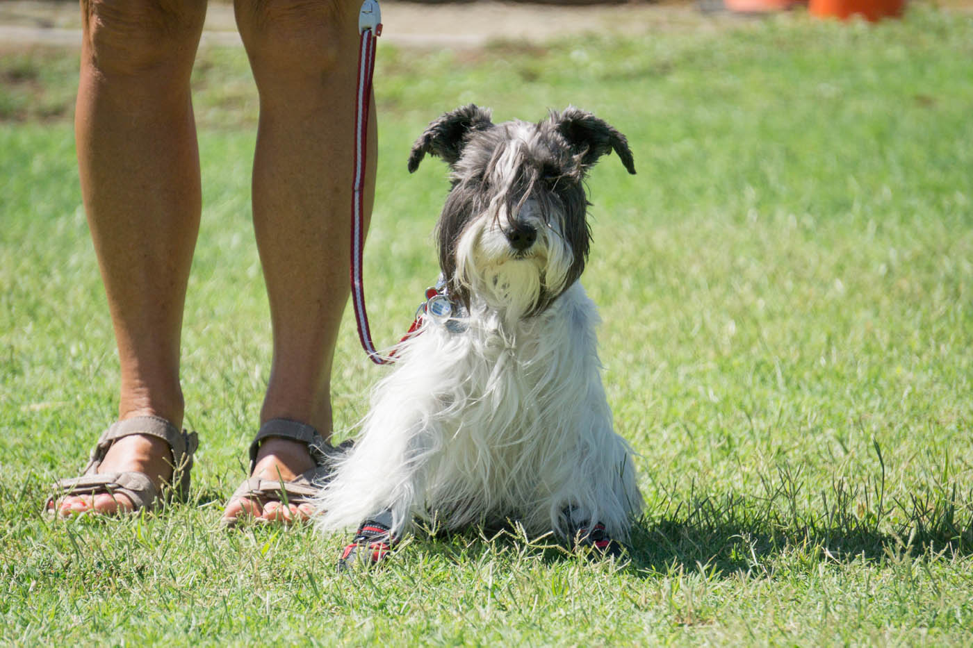 A calm, obedient dog outside on a leash at a Dog Training Elite's group dog training in Murfreesboro / Spring Hill, TN.