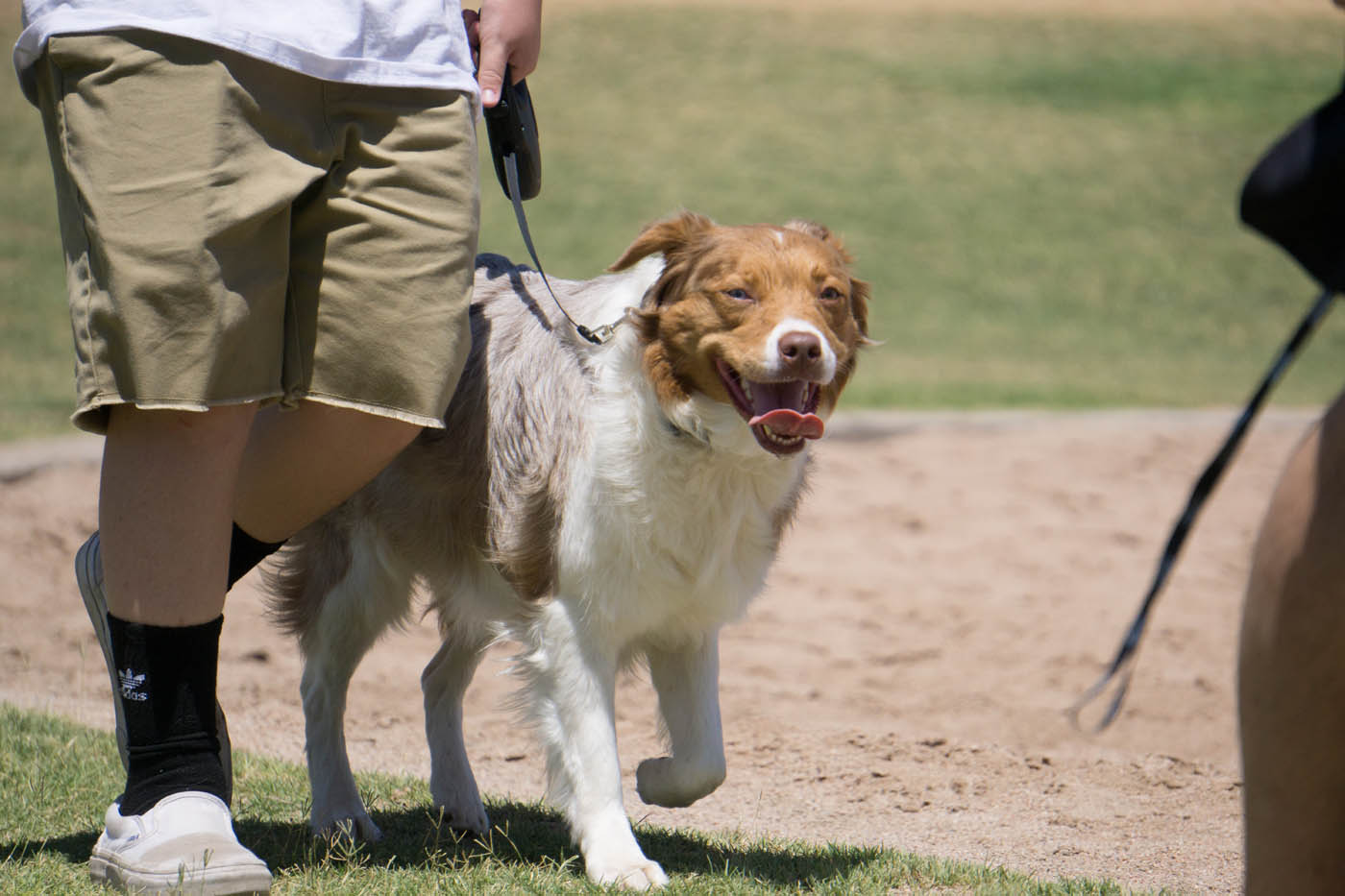 A dog walking on a leash after finishing a classical conditioning dog training in Los Angeles, CA.