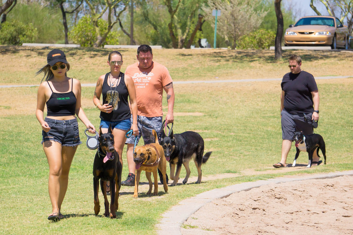 A group of dogs and their owners building community at a Dog Training Elite Greater Nashville group training class.