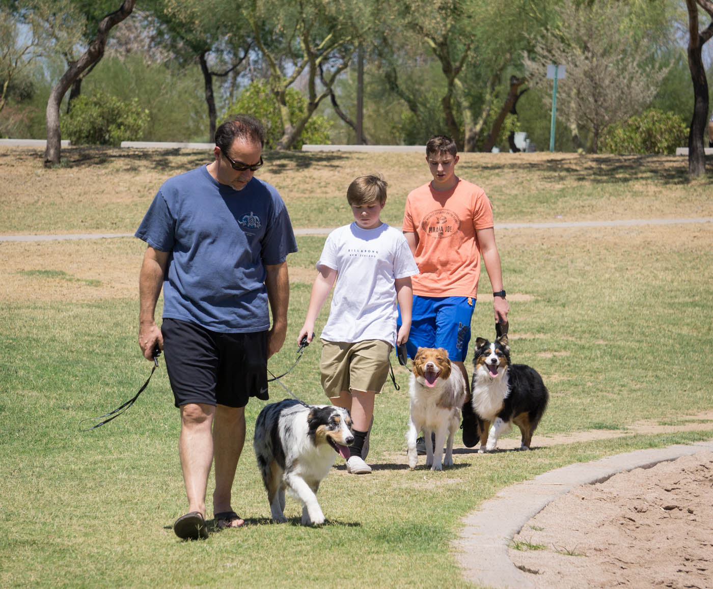 A group of dogs being trained by the experts at Dog Training Elite Dallas.