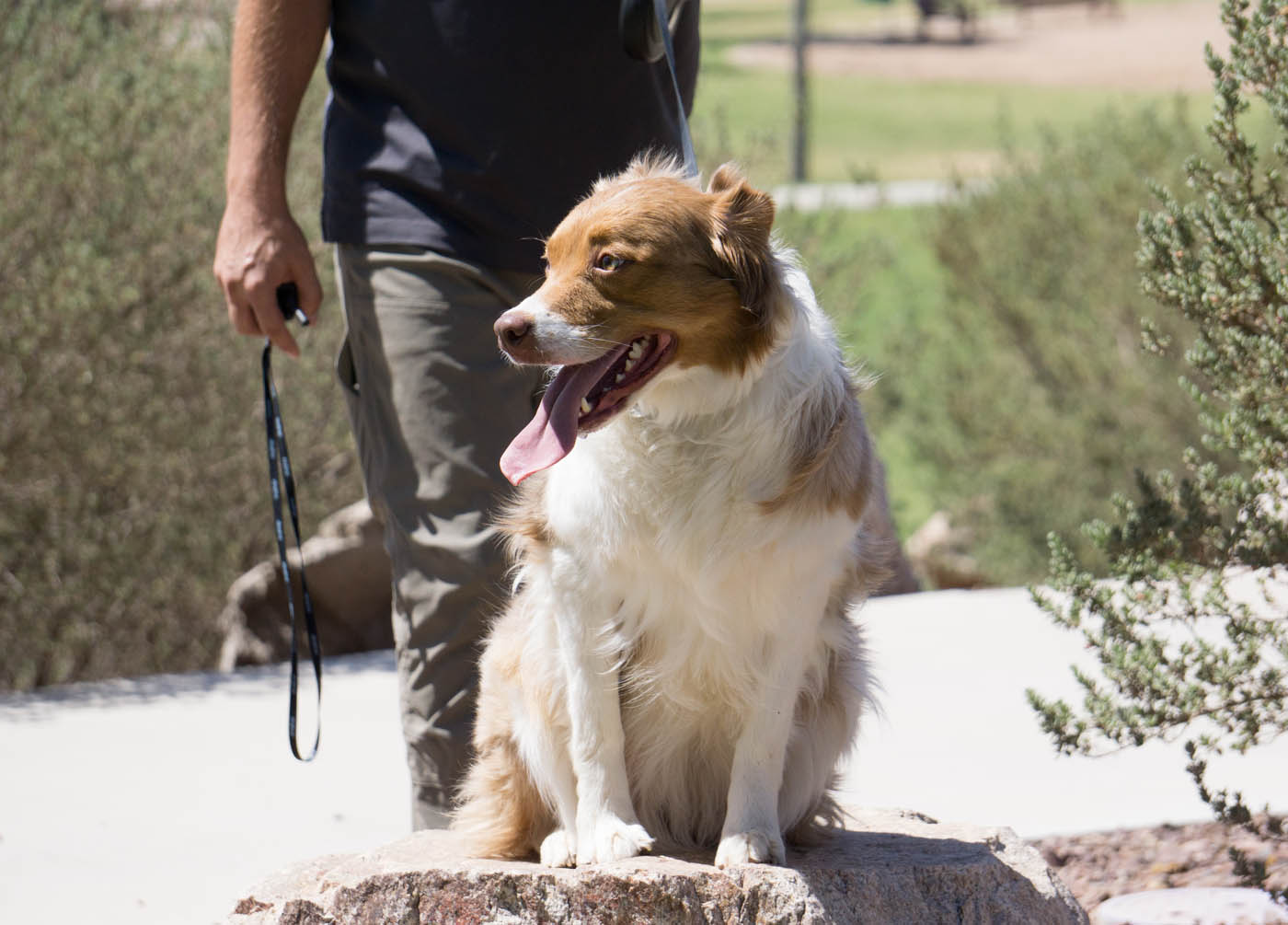 A leashed dog recieiving training from local trainers at Dog Training Elite.