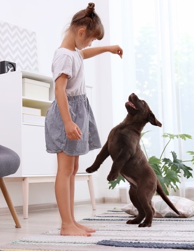 Dog Training Elite Chicago provides professional and personalized in-home dog training programs.