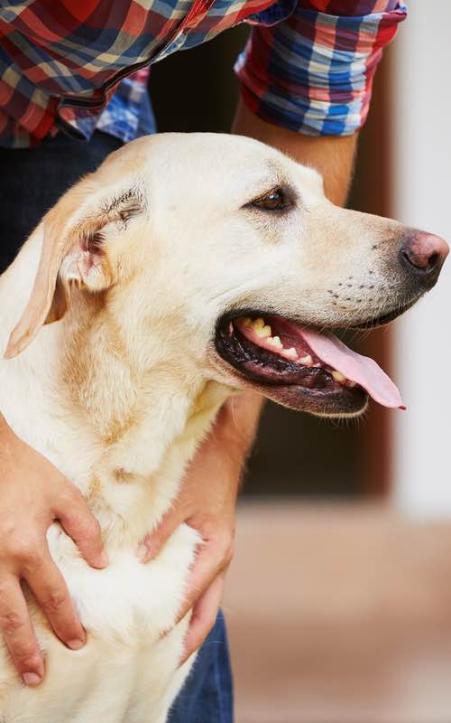 Dog Training Elite Central Mass has expert dog trainers near you in Worcester that are experienced in a variety of puppy training methods for Labradors.