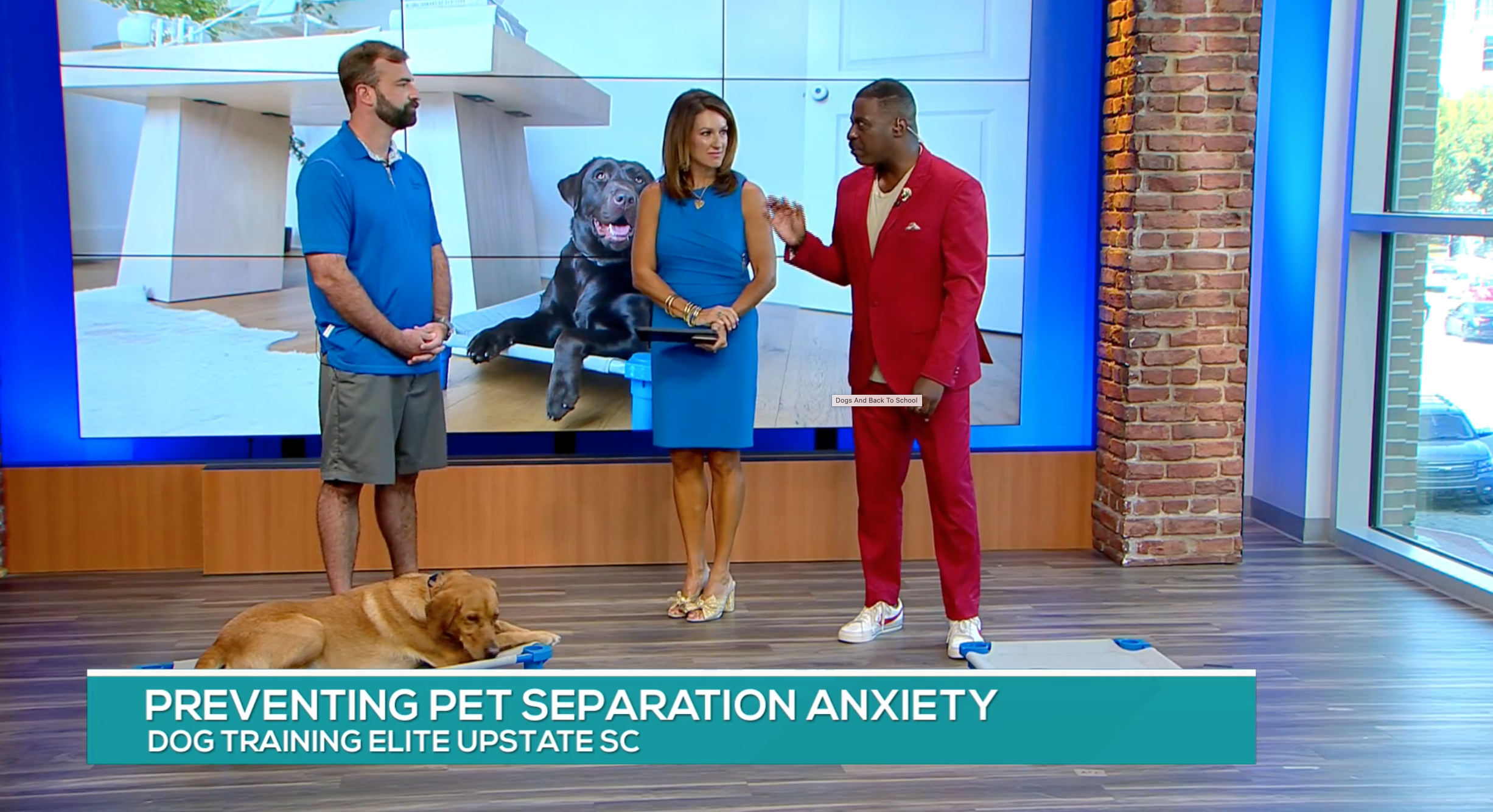 Dog Training Elite Upstate SC on Helping Dogs with Anxiety