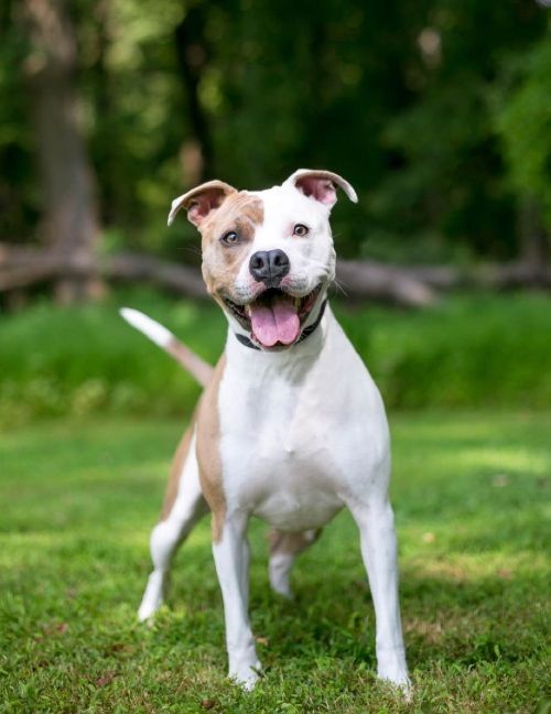 This pup is happy and well-behaved thanks to pit bull training in Chattanooga with Dog Training Elite.