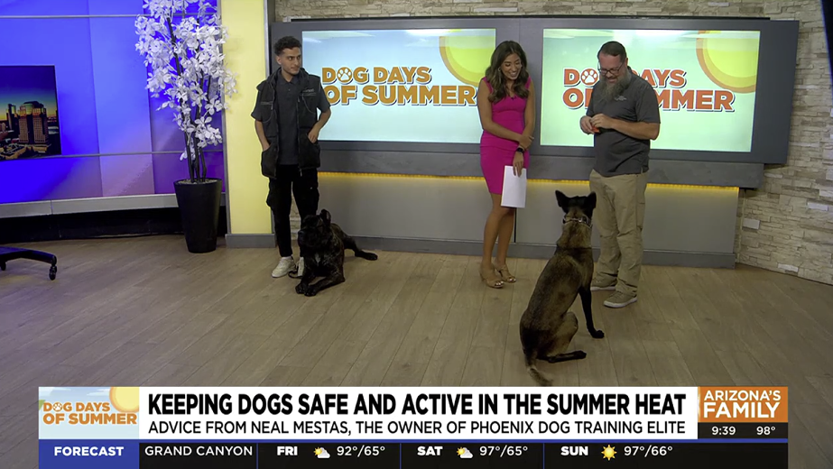 An image of a news video clip about keeping dogs safe in the summer heat.