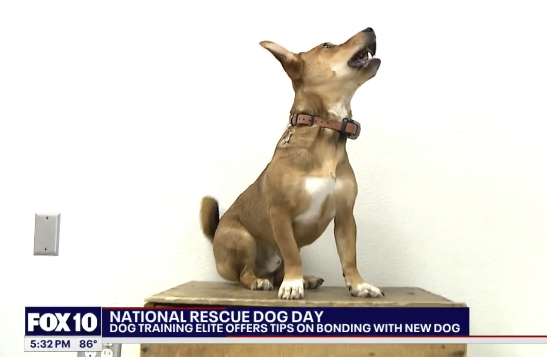 An image of a news video clip with a dog barking.