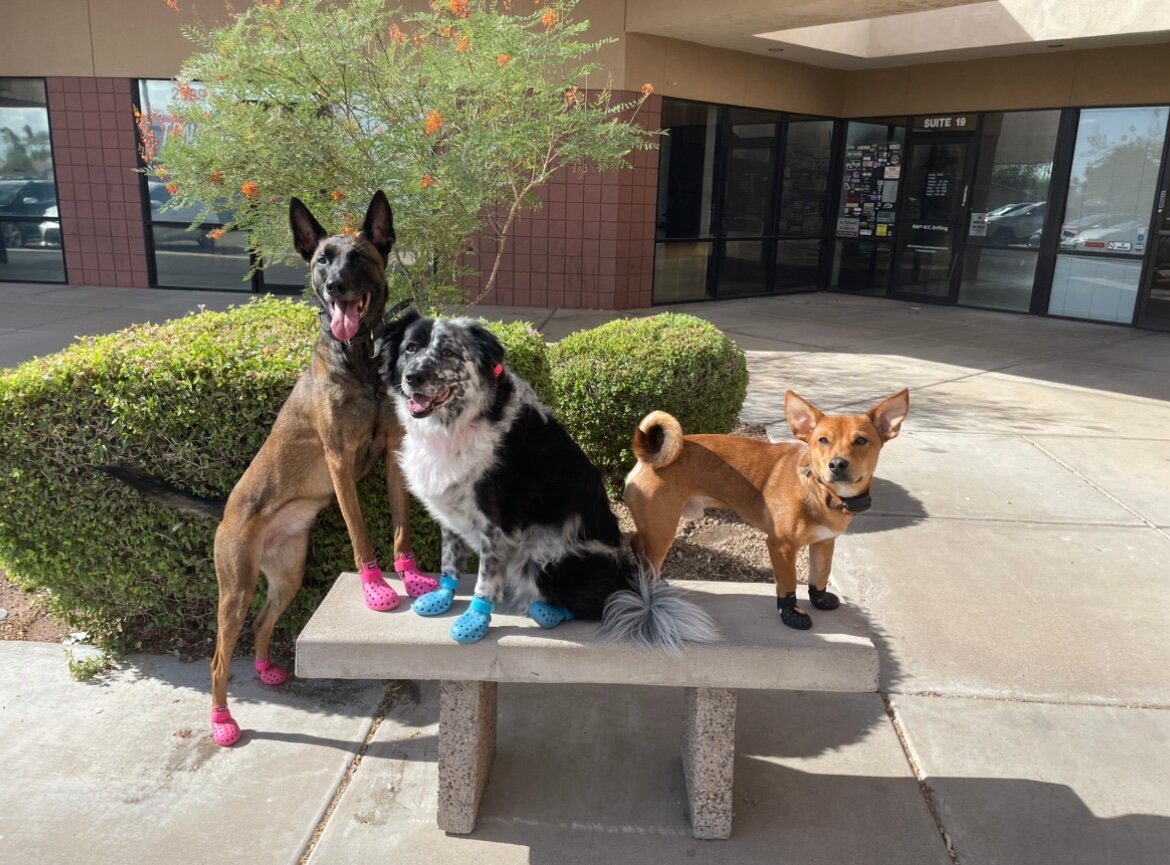 3 dogs sitting outside on a bench