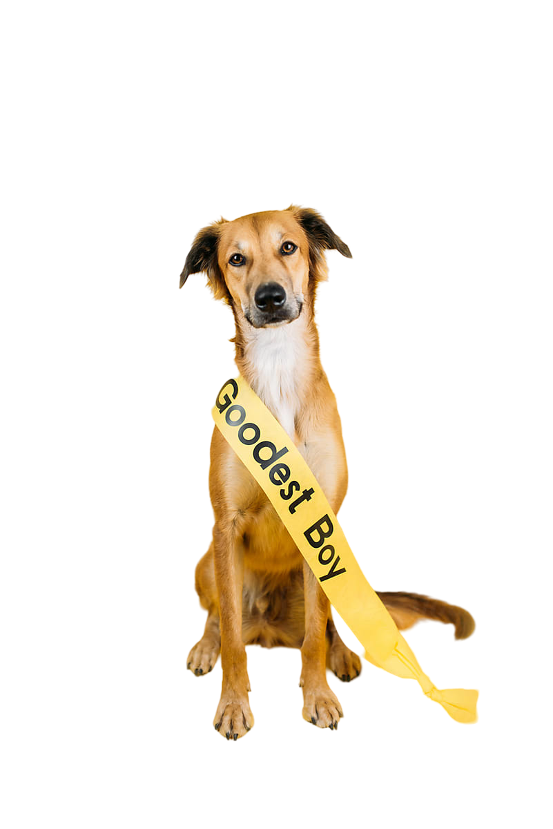 Dog Training Elite Los Angeles Dog Training