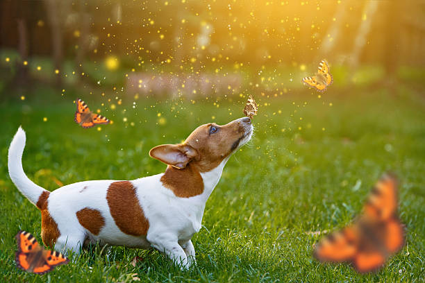 Spring Dog Trainer Deals 