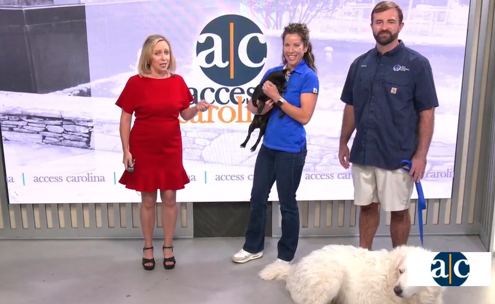 Dog Training Elite Upstate SC Owners on the news