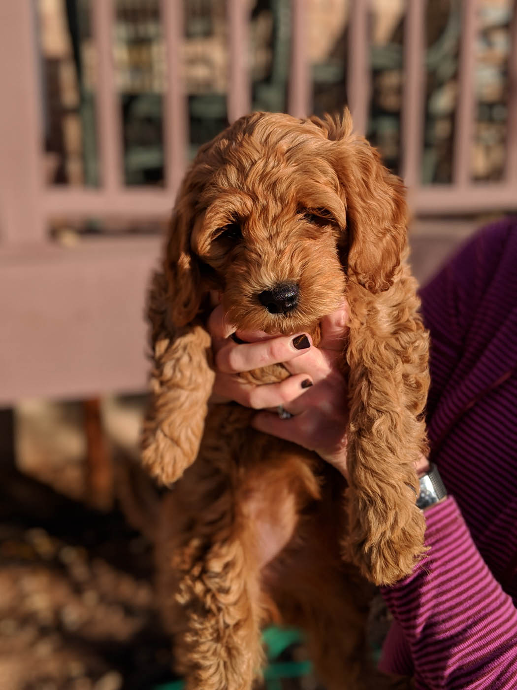 An adorable goldendoodle puppy - start training young with Dog Training Elite's specialized Lowell goldendoodle puppy training.