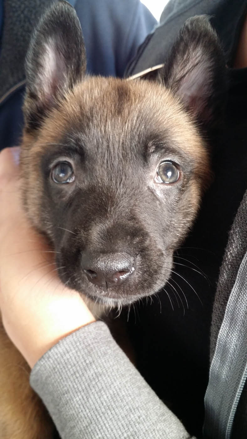 A well-manered puppy receiving positive reinforcement from their owner.