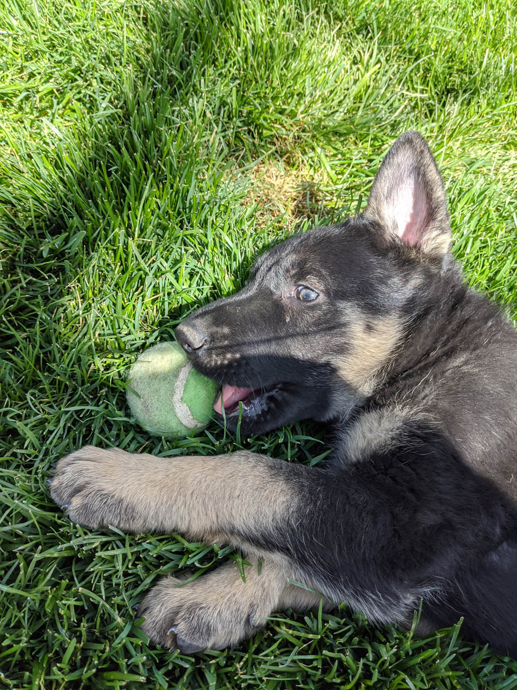 A Dog Training Elite Northern Utah puppy training outside.