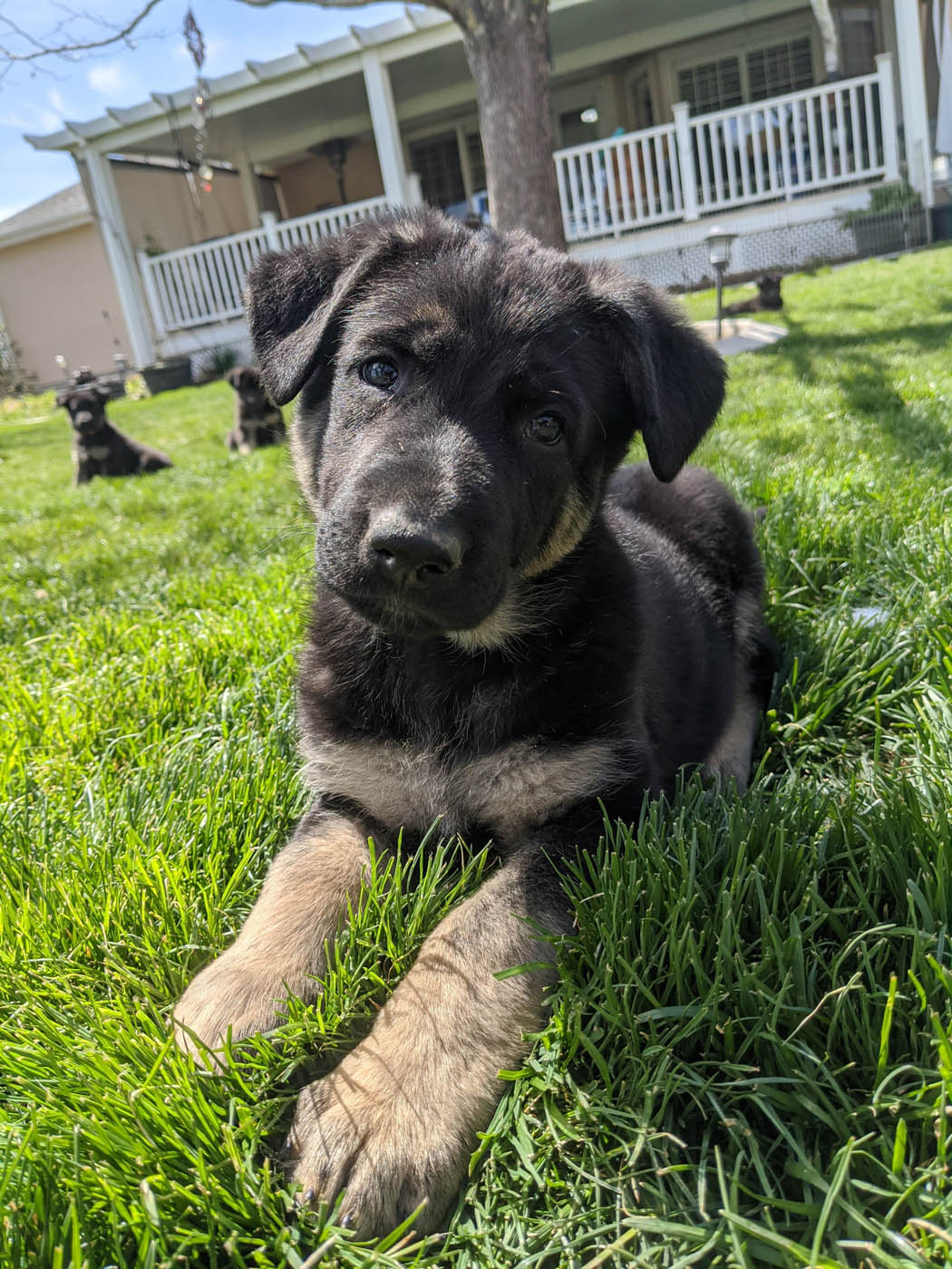 A little puppy sitting in grass, contact Dog Training Elite Central Massachusetts today.