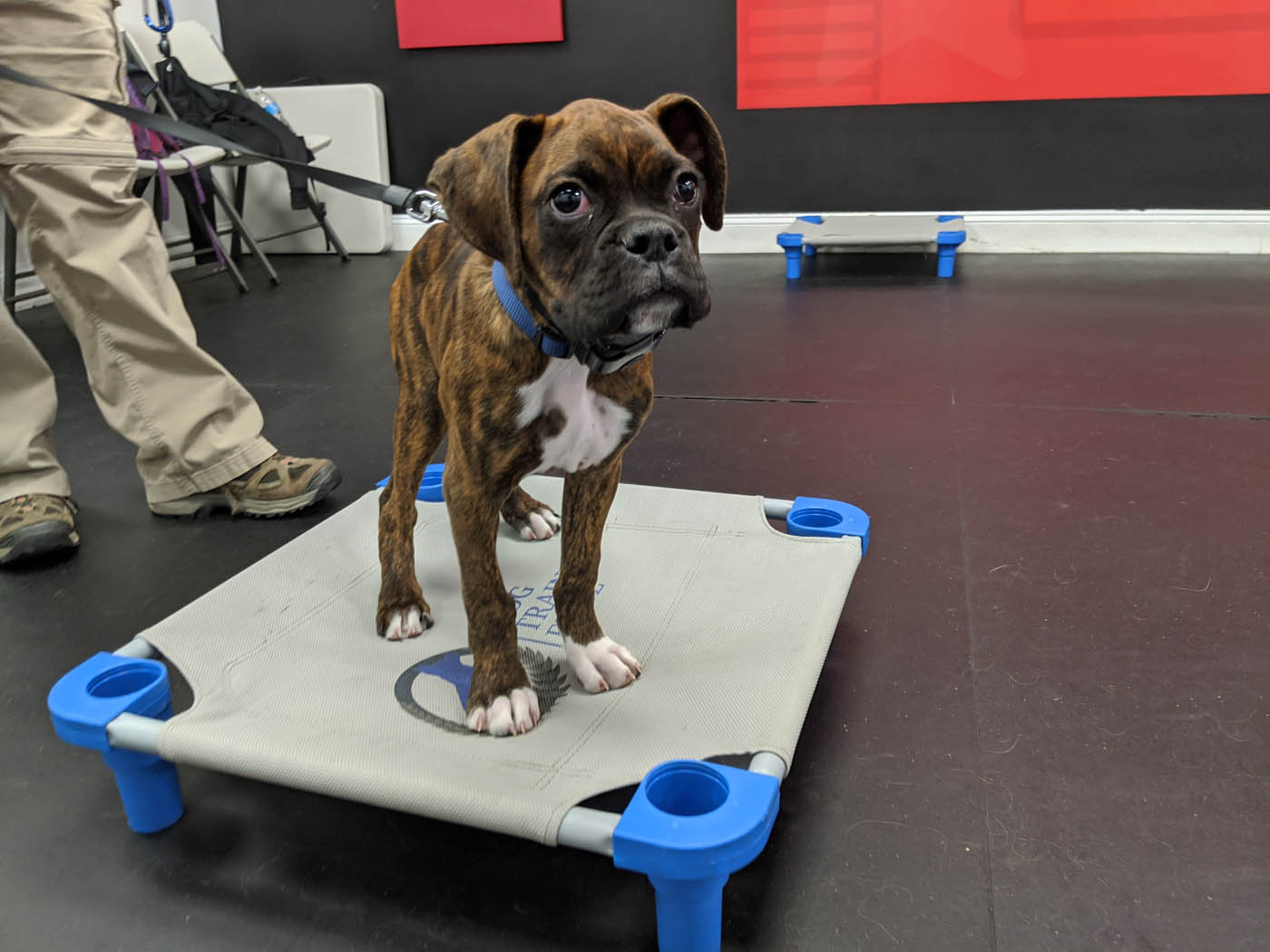 Dog Training Elite Los Angeles - Puppy Obedience Training in Los Angeles, CA. DTE