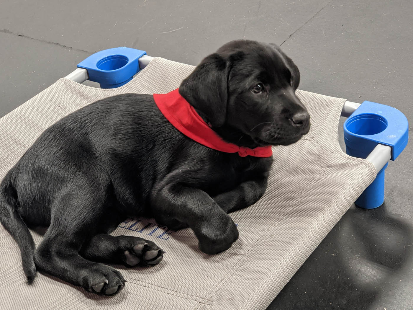 An obedient puppy receiving expert puppy training in Fitchburg / Leominster, MA from DTE.