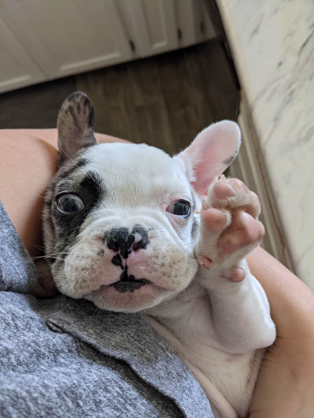 An adorable puppy being held by their owner - get professional puppy obedience training in Baton Rouge, LA with Dog Training Elite today.