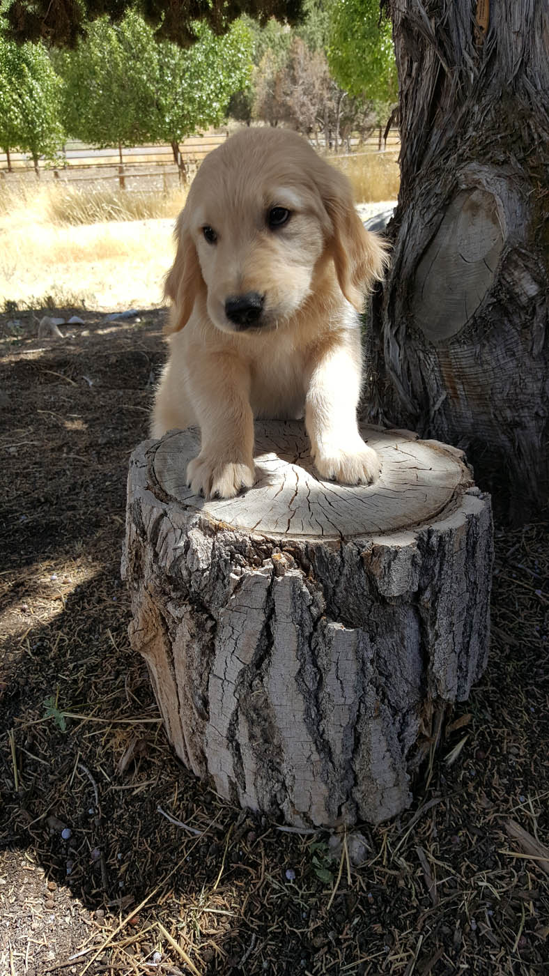 An adorable puppy being trained by the experts at Dog Training Elite - get Baton Rouge puppy obedience training today.