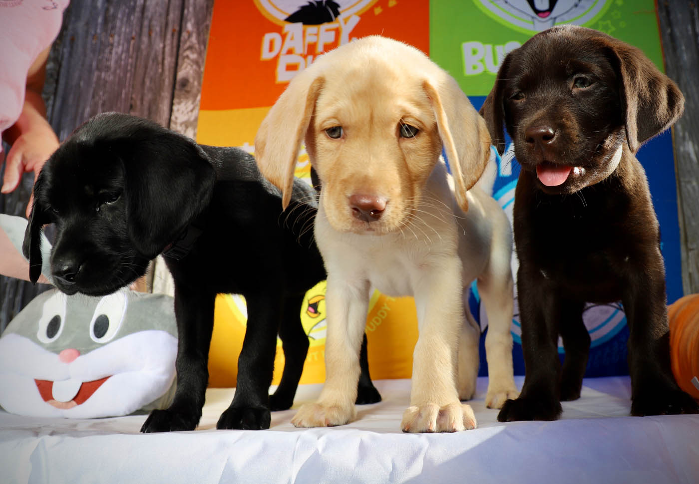 Three lab puppies experiencing new things together at Dog Training Elite's Lowell dog and puppy socialization classes.