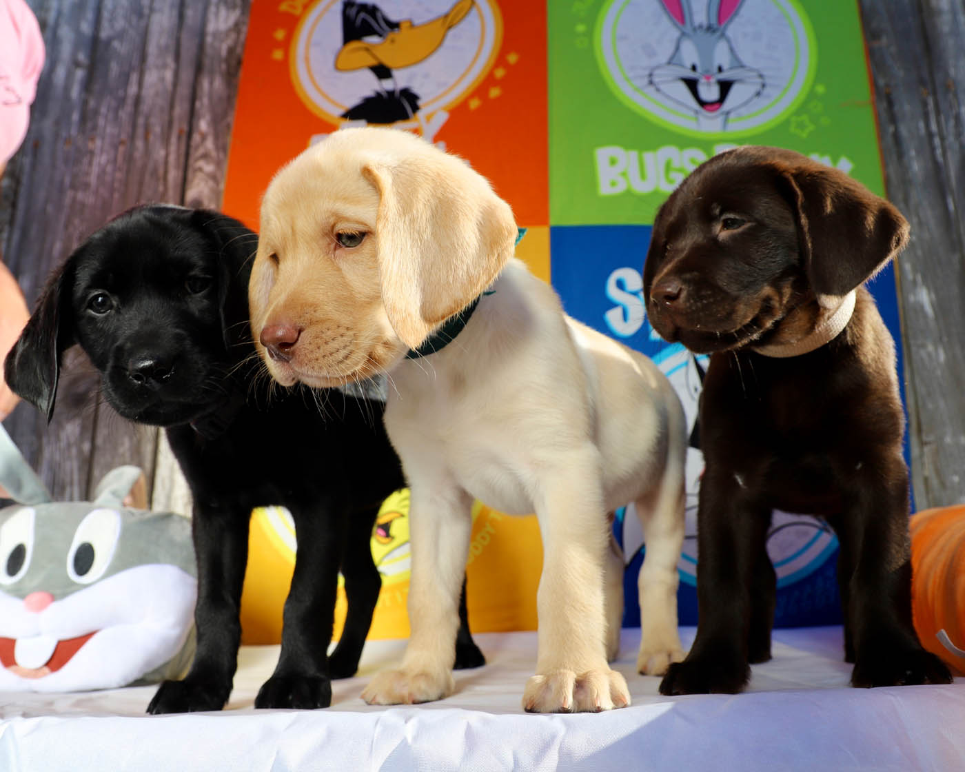 Three puppies receiving expert training from Dog Training Elite Lowell / Chelmsford.