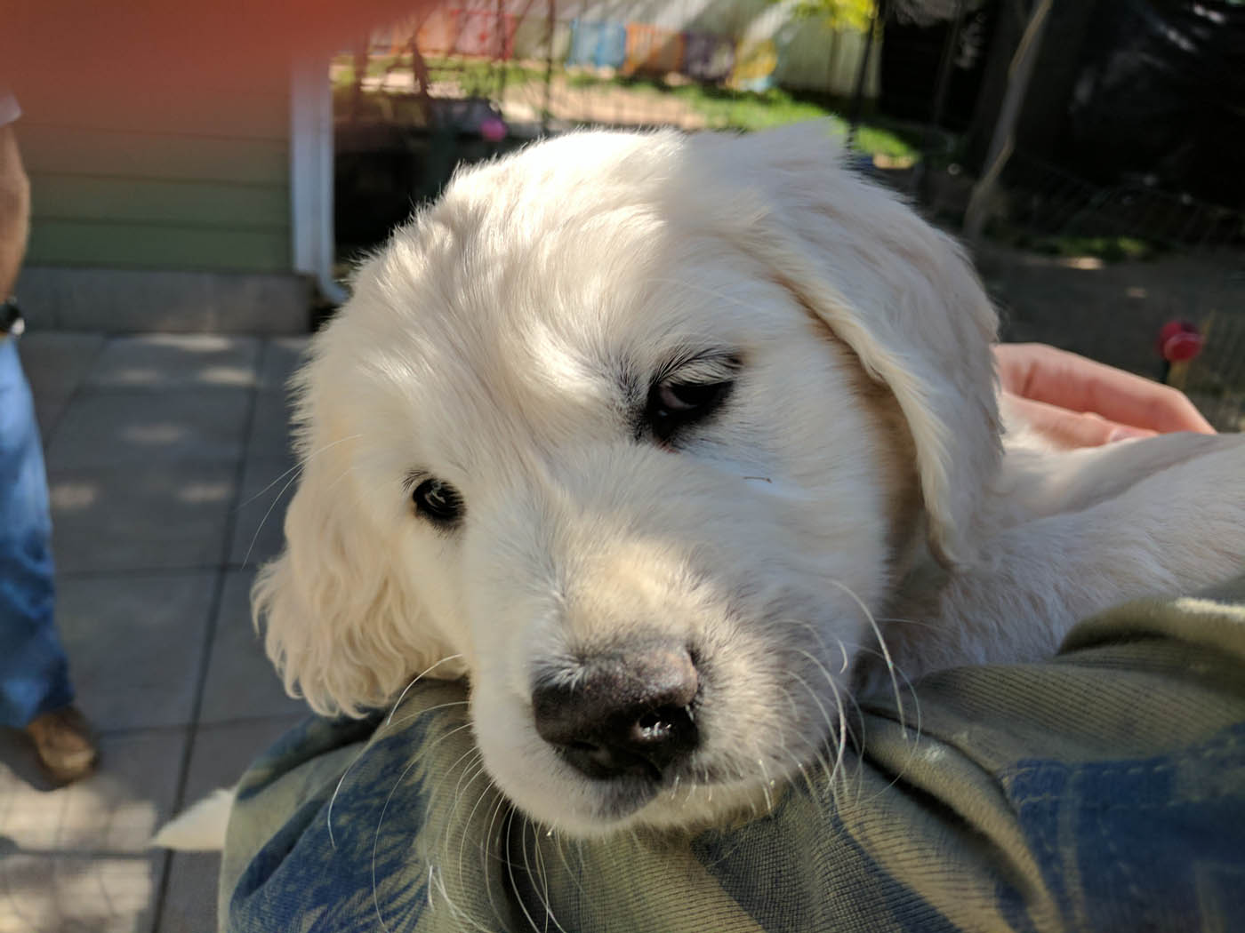 A puppy looking up at its owner during crate training with DTE.