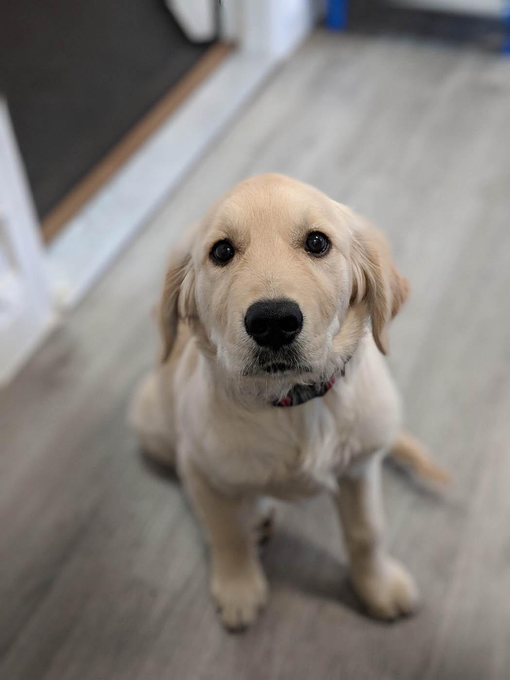 An image of an adorable puppy - get expert puppy biting training in Lowell, MA with Dog Training Elite.