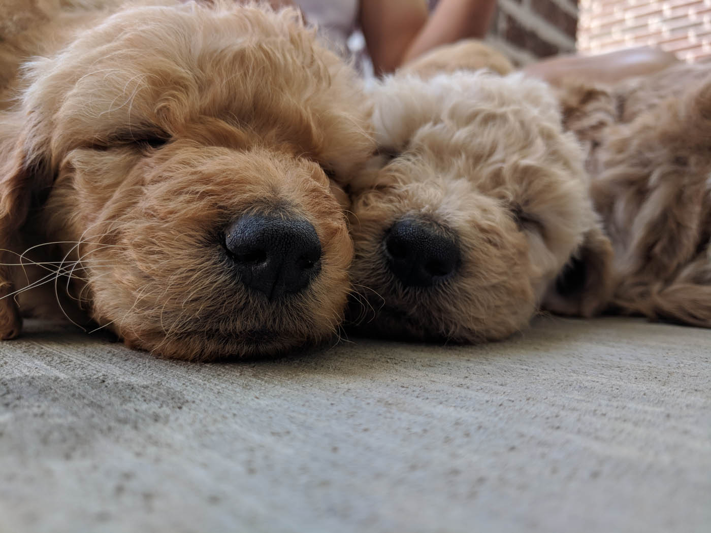 A group of puppies learning calm Boston puppy socialization with Dog Training Elite.