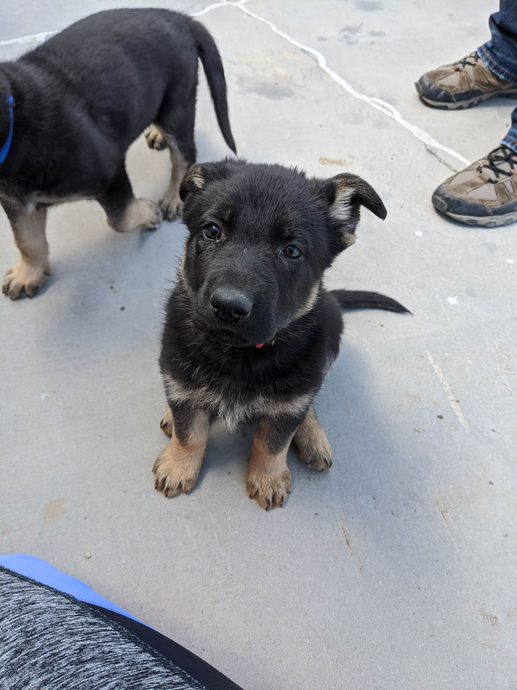 A puppy ready to start training with Dog Training Elite Upstate SC.