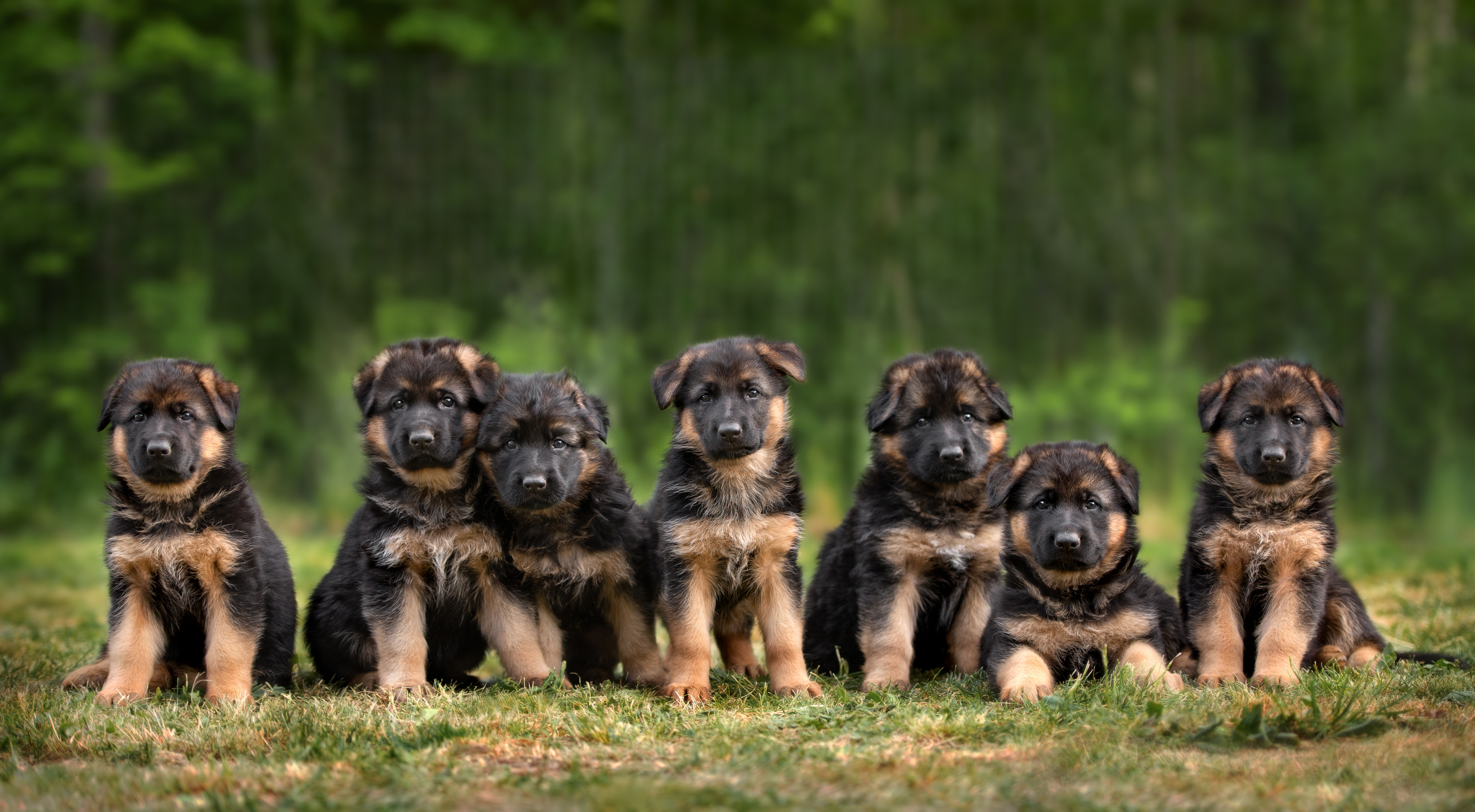 An image of multiple german shepherd puppies - our Fort Wayne german shepherd trainers ensure you pup is ready to be the best companion possible.