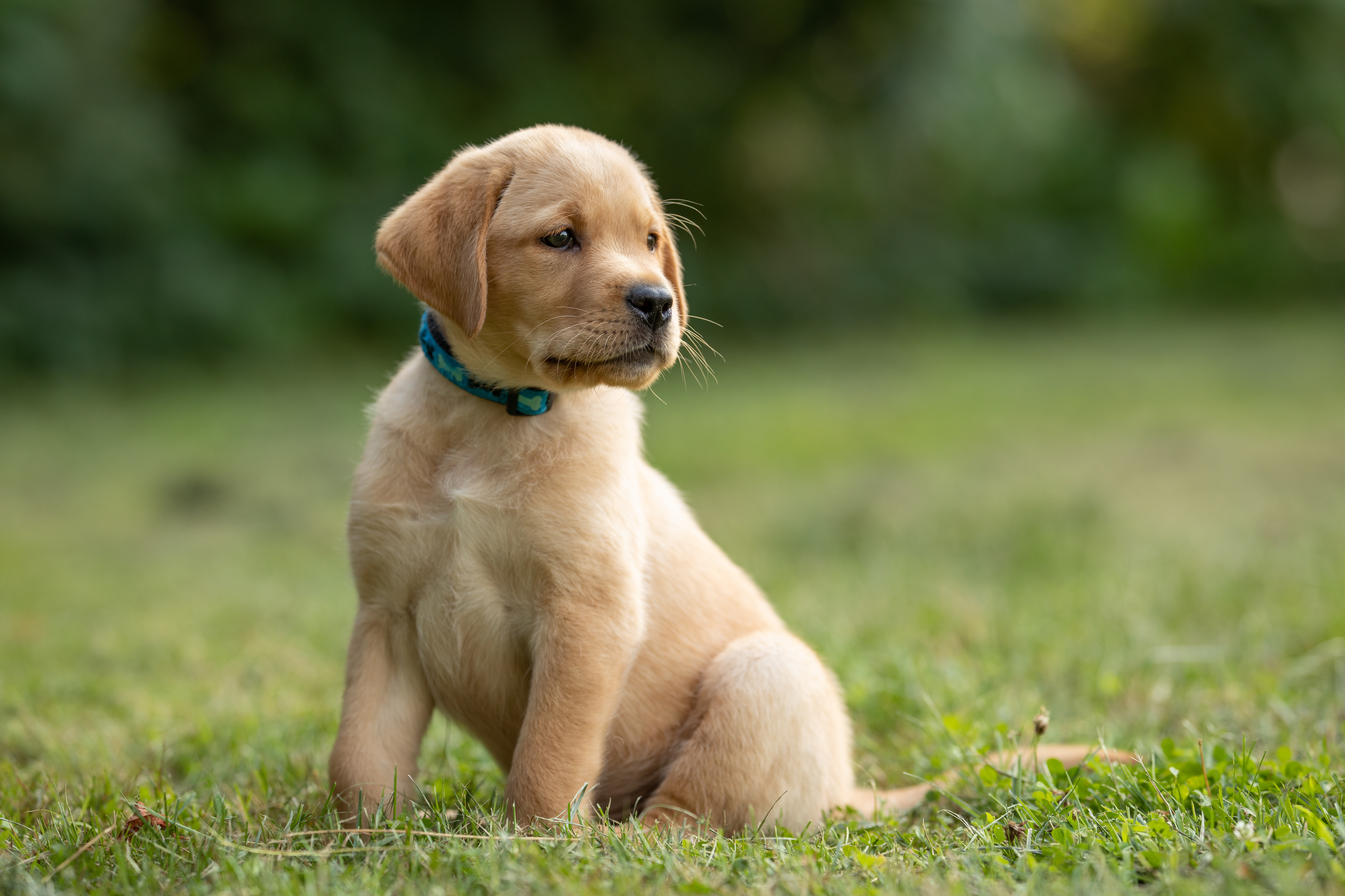 A well-trained puppy calmly sitting outside - see the answers too all of your puppy training questions with Dog Training Elite!