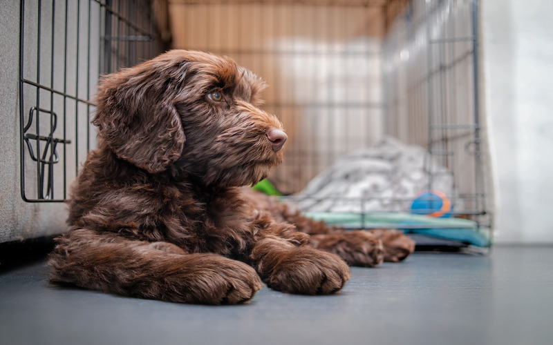 Dog Training Elite Lowell / Chelmsford - Puppy Crate Training in Lowell, MA. DTE