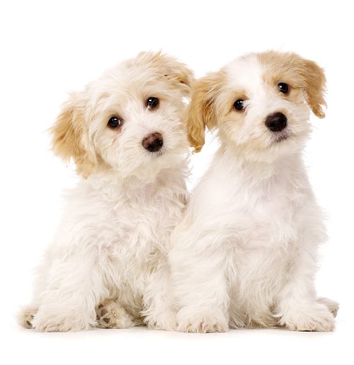 Dog Training Elite Cincinnati is proud to have the highest rated puppy trainers near you.