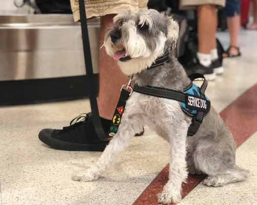 Dog Training Élite ofrece entrenamiento canino experto en tu hogar, enfocado en las necesidades de entrenamiento específicas para que tú y tu perro disfruten de lo mejor que Orlando, tiene para ofrecer.