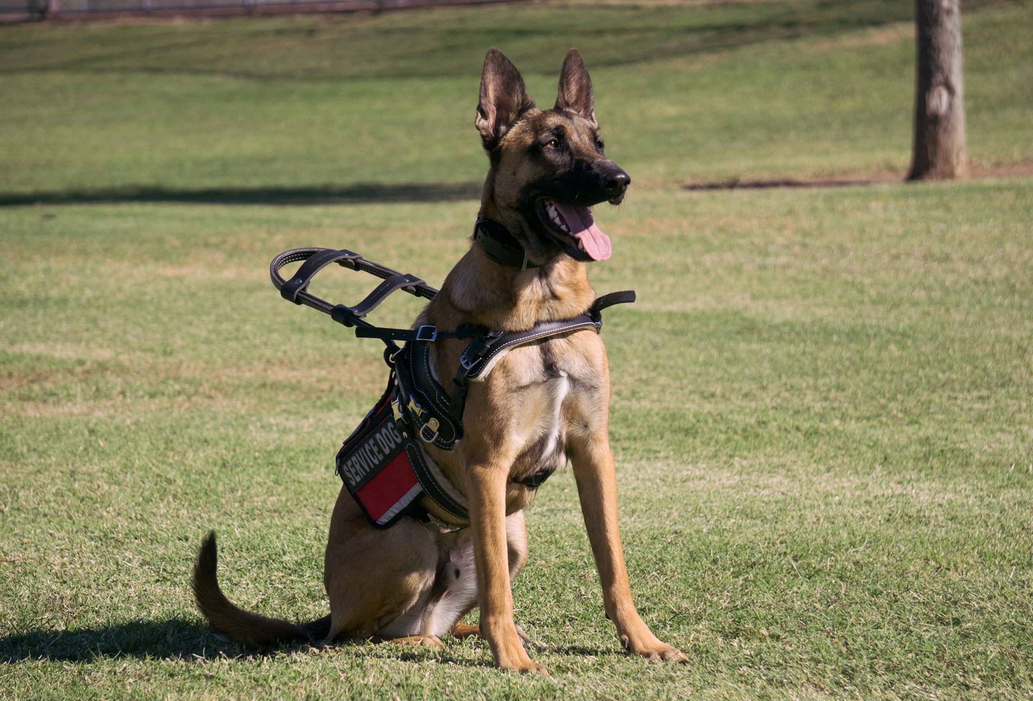 Spending Your Summer with a Service Dog in Dallas
