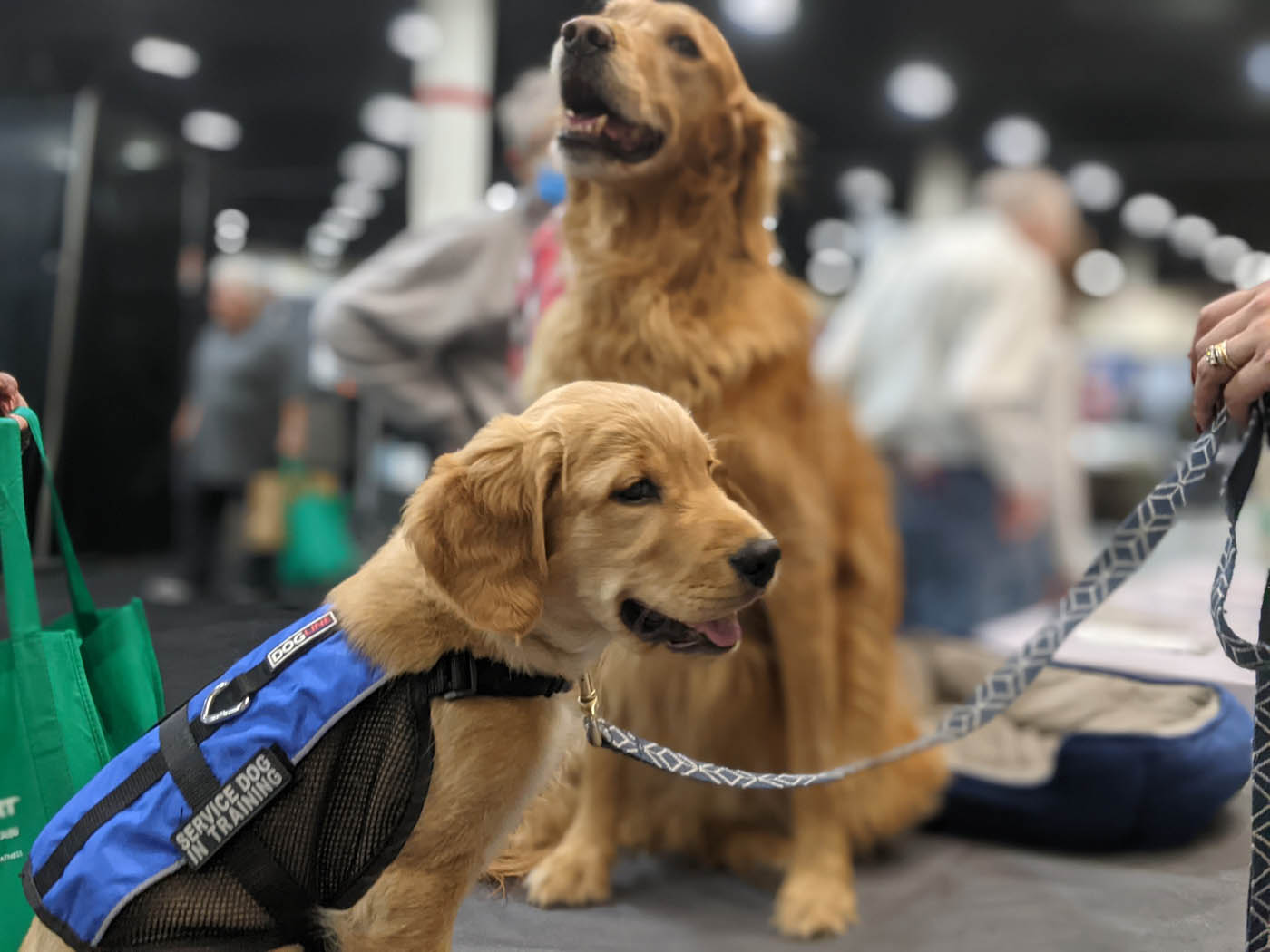 Two golden retreivers at a show demo with Dog Training Elite Lowell / Chelmsford.