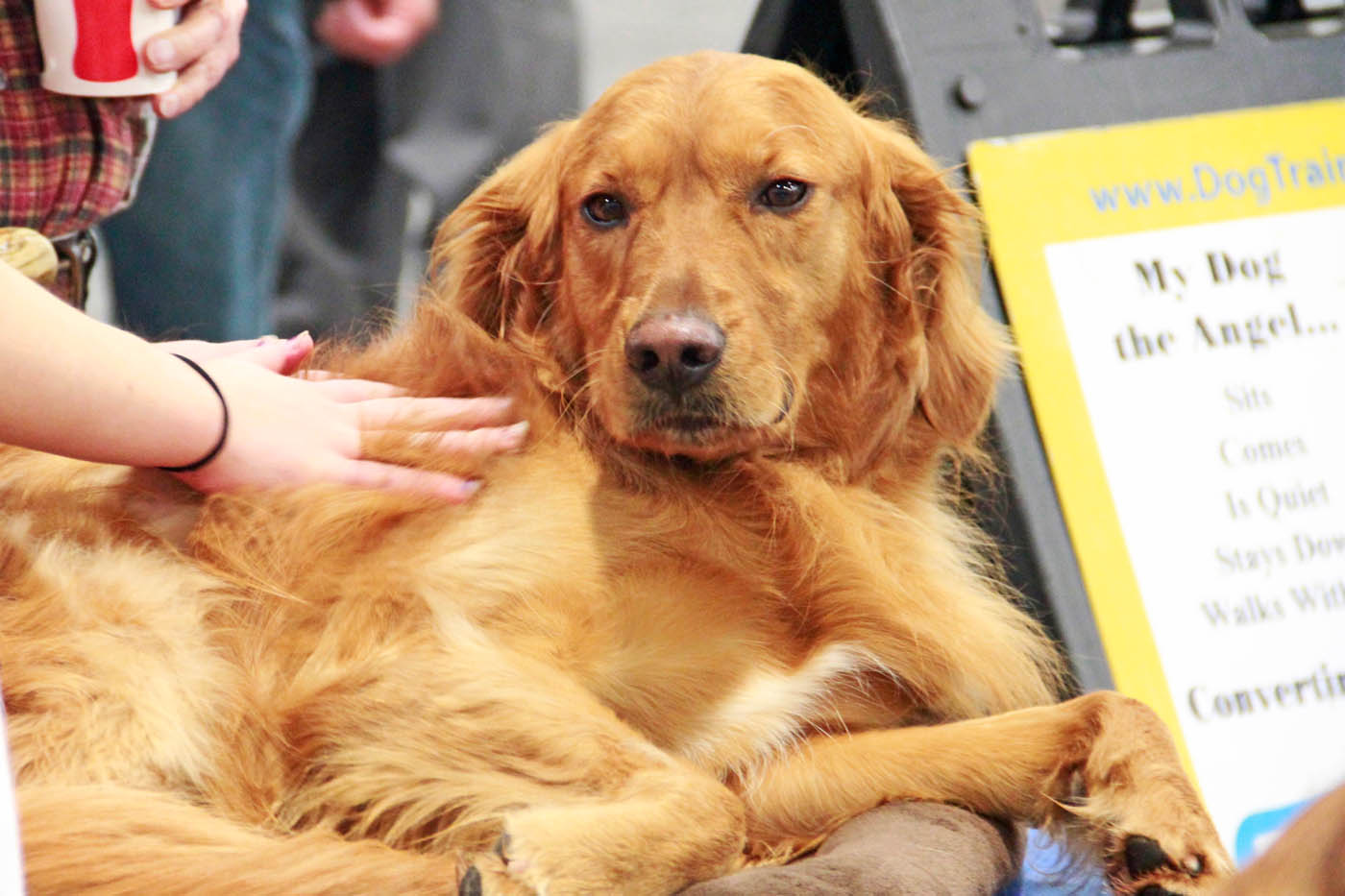 A godlen retriever at a show demo with Dog Training Elite in Pensacola, FL.