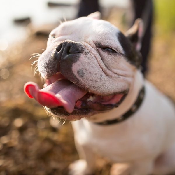 A cute smiling french bulldog - ready to train with the experts at Dog Training Elite Oklahoma.