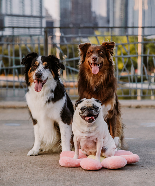 Daisy, Duke, & Penny - Dogs of DTE Austin