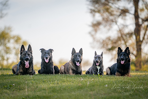 Dogs laying down on grass DTE Des Moines