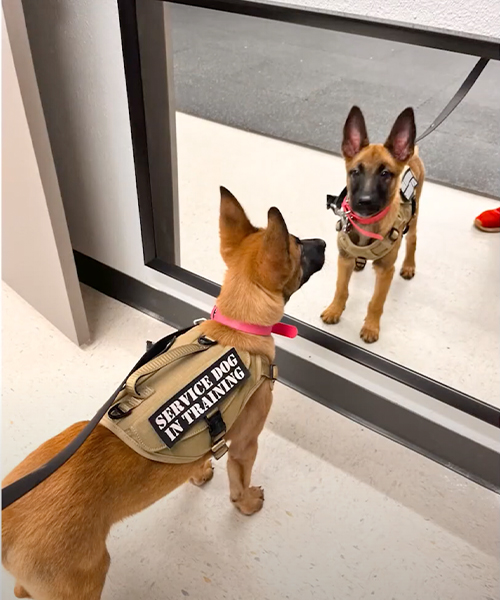 Whitley Cheatham, Training Director of Dog Training Elite – San Antonio, joined Great Day SA with her retired service dog.