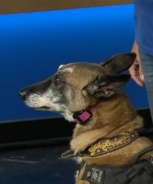 Whitley Cheatham of Dog Training Elite – San Antonio joined San Antonio Living with her dog, Flirt.