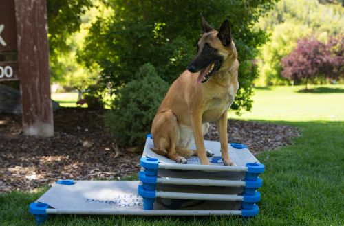 Dog Training Elite of Central Maryland - Contact