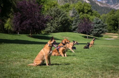 In-Home Dog Trainers Near You in Cleveland