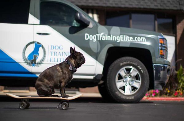 Best In-Home Dog Trainers Near Me in Cleveland