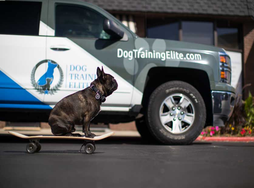 Dog Training Elite of Fort Wayne is proud to provide the highest rated dog training services at an affordable cost near you in Fort Wayne.