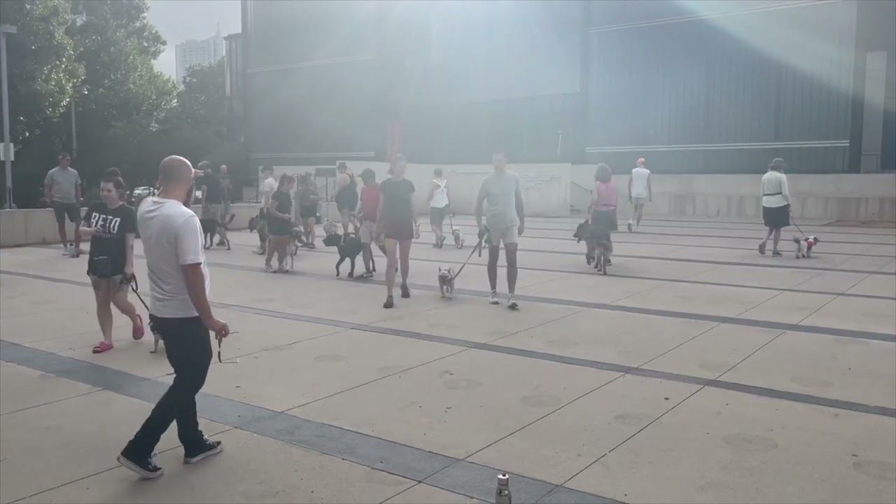 A group of dogs walking at a Dog Training Elite Fort Wayne group class